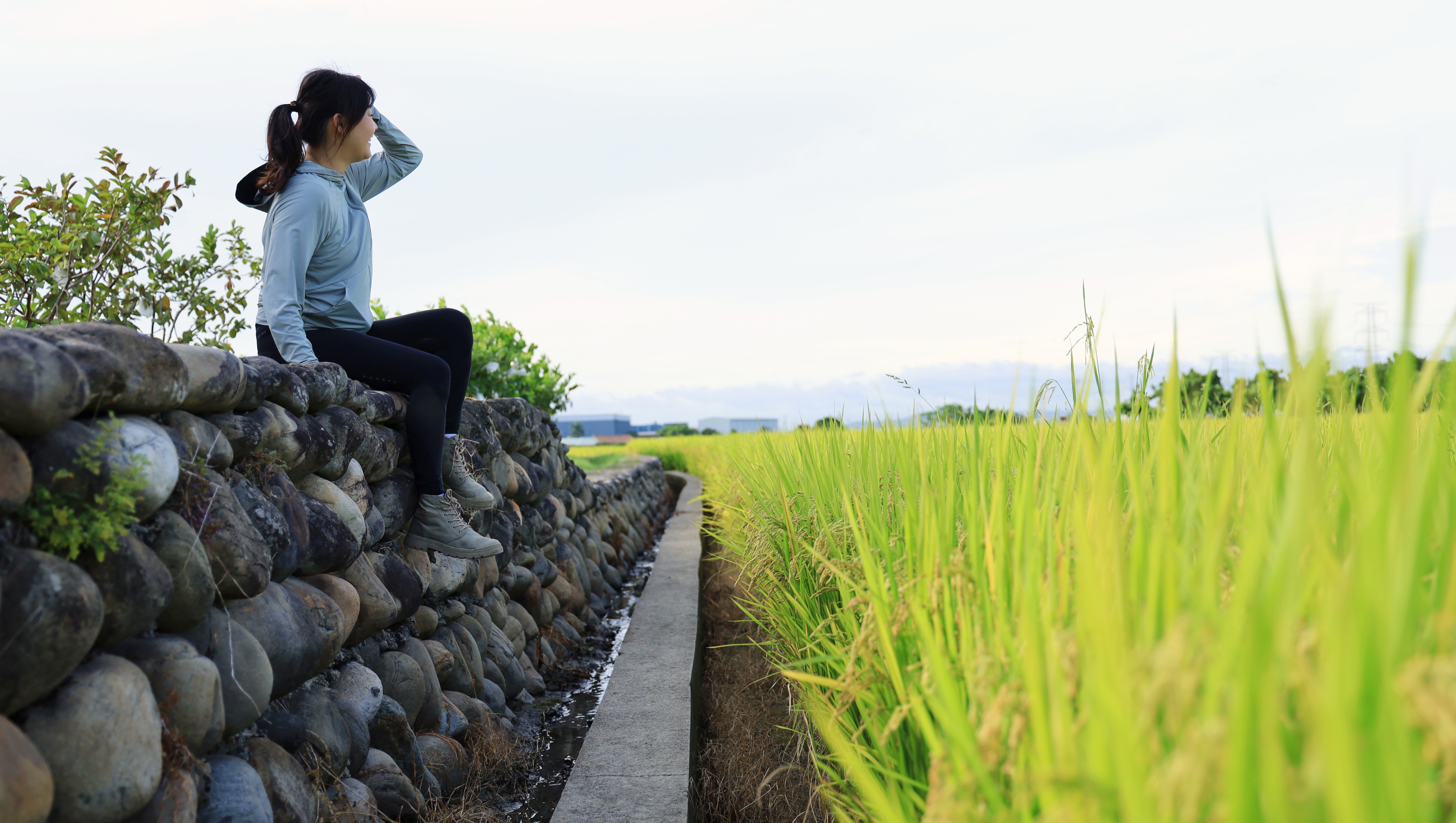 台灣農學堂-霧峰香米的故事